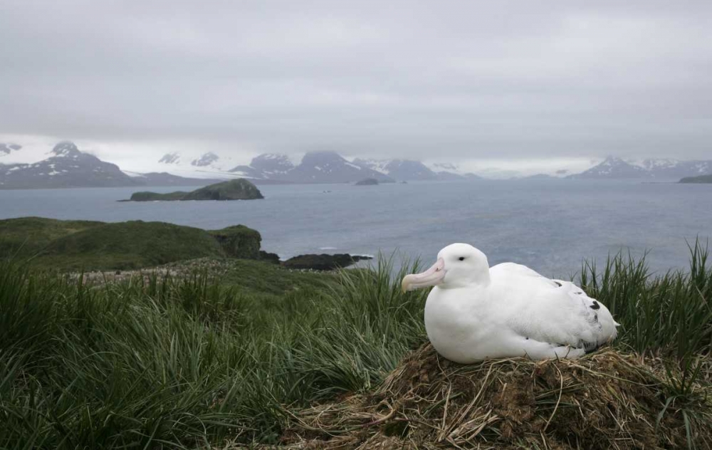 South Georgia Isl, Prion Isl Wandering albatross